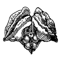 Amatsuki Hazime(雨月ハジメ)